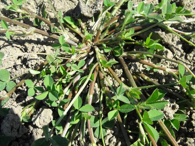 Trifolium resupinatum